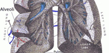 Ağciyərə yaxşı təsir edən bitkilər haqqında qısa məlumat
