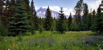 Ağ ciyər xərçənginin əsas risk faktoru