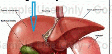 Qara ciyərin bir sıra vəzifələri var