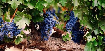 Üzüm yarpağının faydaları