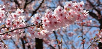 Qulaq eşitdiyindən